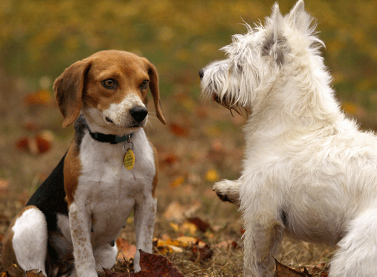 Shaggy dog and beagle playing outside