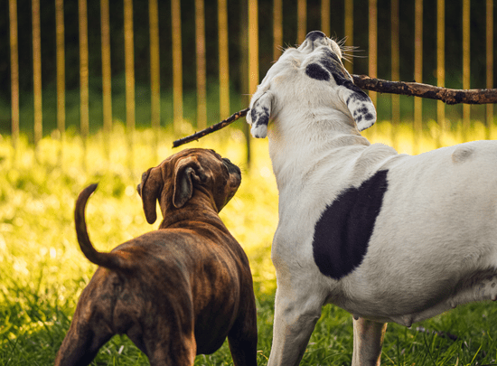 White dog holding a stick in its mouth as a small brown dog stands next to it